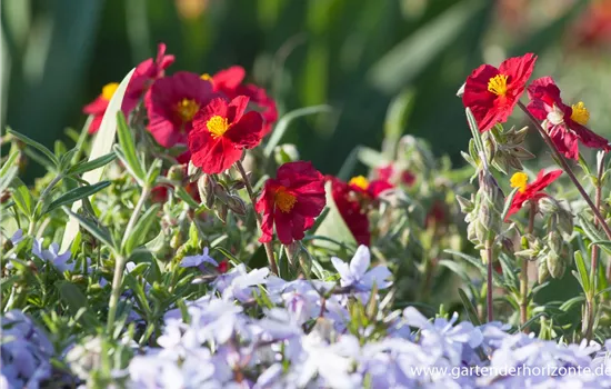 Garten-Sonnenröschen 'Supreme'