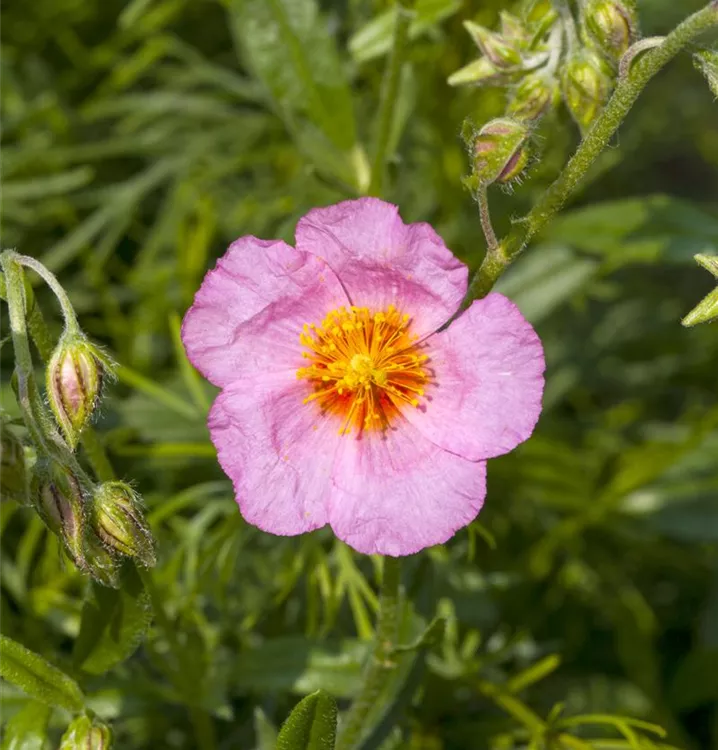 Helianthemum x cult.'Watergate Orange'