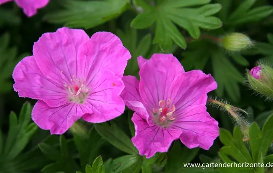 Gestreifter Garten-Storchschnabel 'Ankum´s Pride'