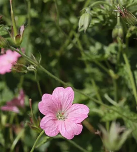 Oxford-Garten-Storchschnabel 'Wargrave Pink'