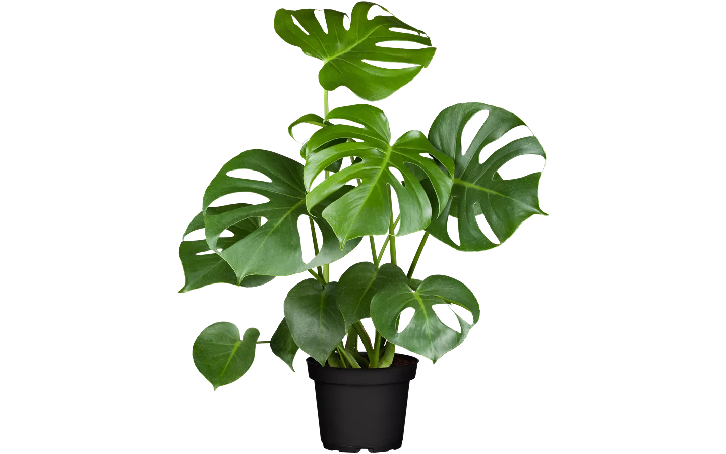 Monstera deliciosa