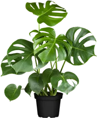 Monstera deliciosa