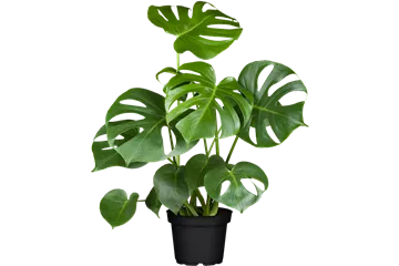 Monstera deliciosa