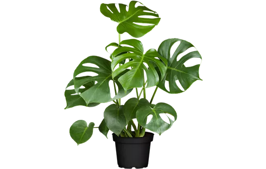 Monstera deliciosa