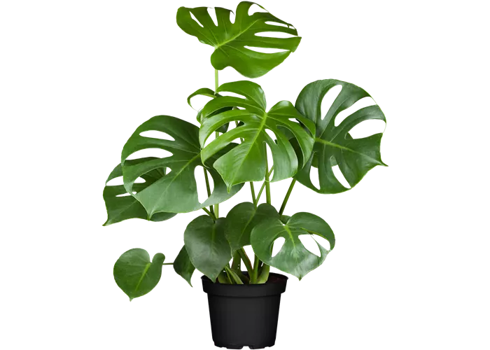 Monstera deliciosa