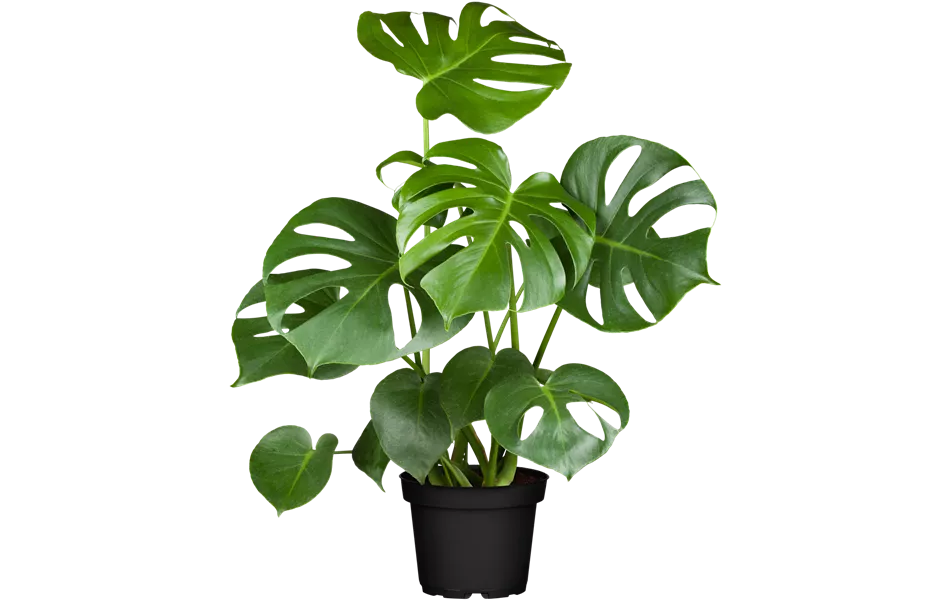 Monstera deliciosa Monstera deliciosa