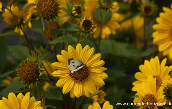 Garten-Stauden-Sonnenblume 'Capenoch Star'