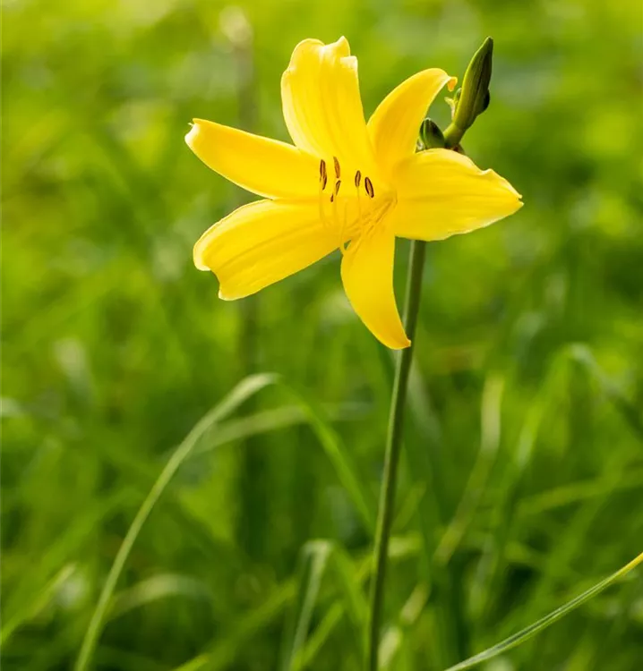 Hemerocallis minor