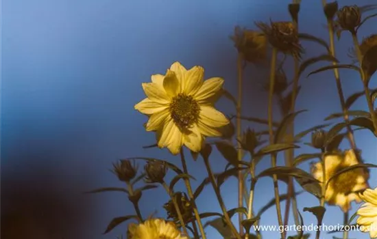 Riesen-Sonnenblume