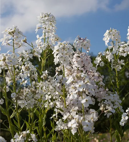 Garten-Nachtviole 'Alba'