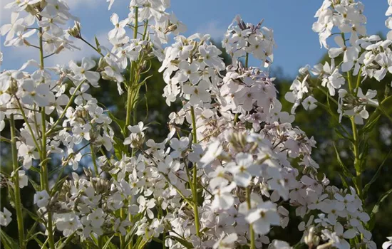 Garten-Nachtviole 'Alba'