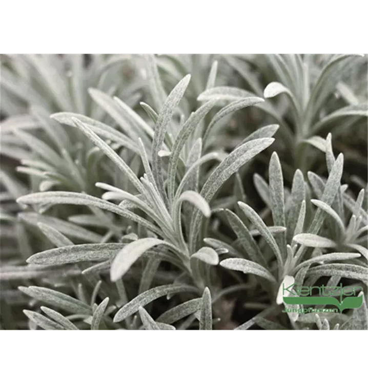 Helichrysum thianshanicum 'Sulphur Light'