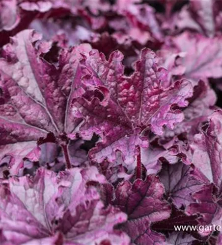 Heuchera x cult.'Forever Purple'