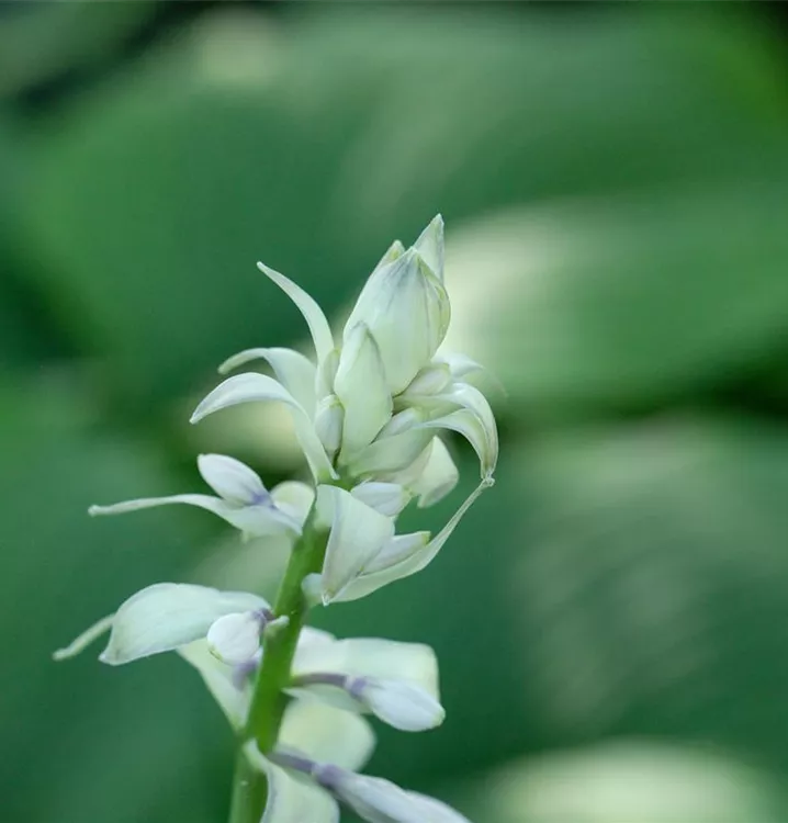 Hosta plantaginea 'Fragrant Bouquet'