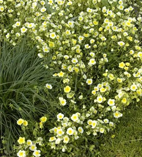 Garten-Sonnenröschen 'Elfenbeinglanz'