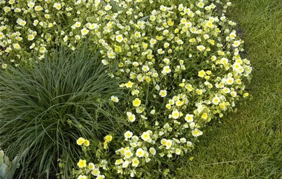 Garten-Sonnenröschen 'Elfenbeinglanz'