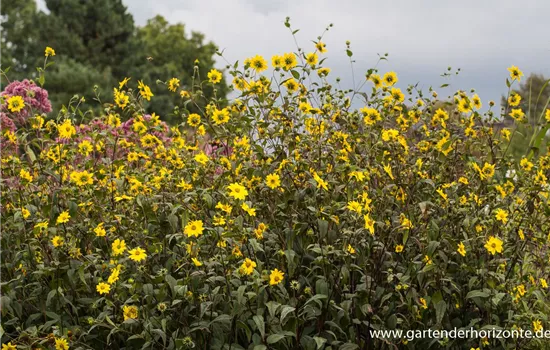 Kleinblumige Stauden-Sonnenblume