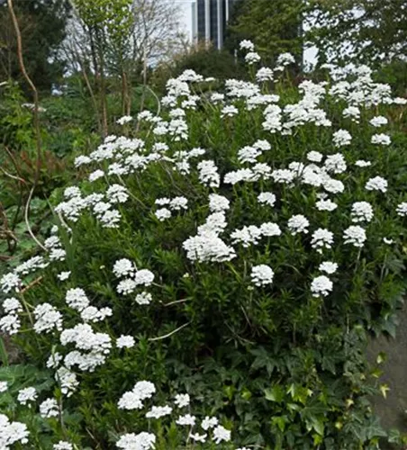 Iberis sempervirens 'Appen-Etz'