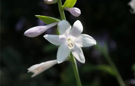 Duftende Garten-Lilien-Funkie 'Guacamole'