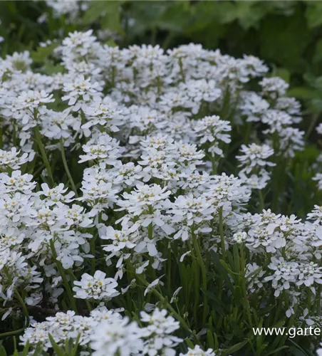 Iberis sempervirens 'Findel'