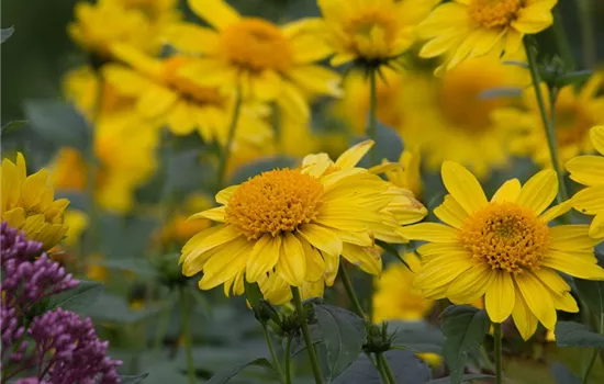 Garten-Stauden-Sonnenblume 'Meteor'