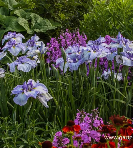 Iris ensata (kaempferi)