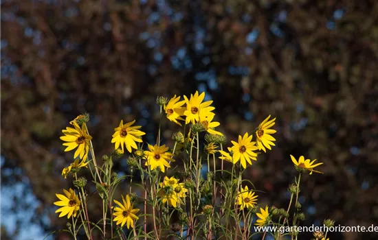 Weidenblättrige Sonnenblume