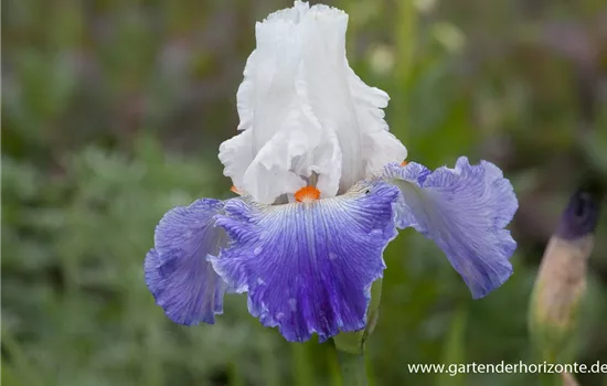 Hohe Bartiris 'Parisien'