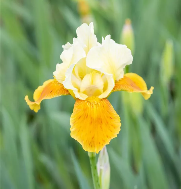 Iris x germanica 'Tulip Festival'