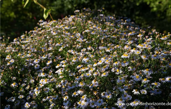 Garten-Schönaster