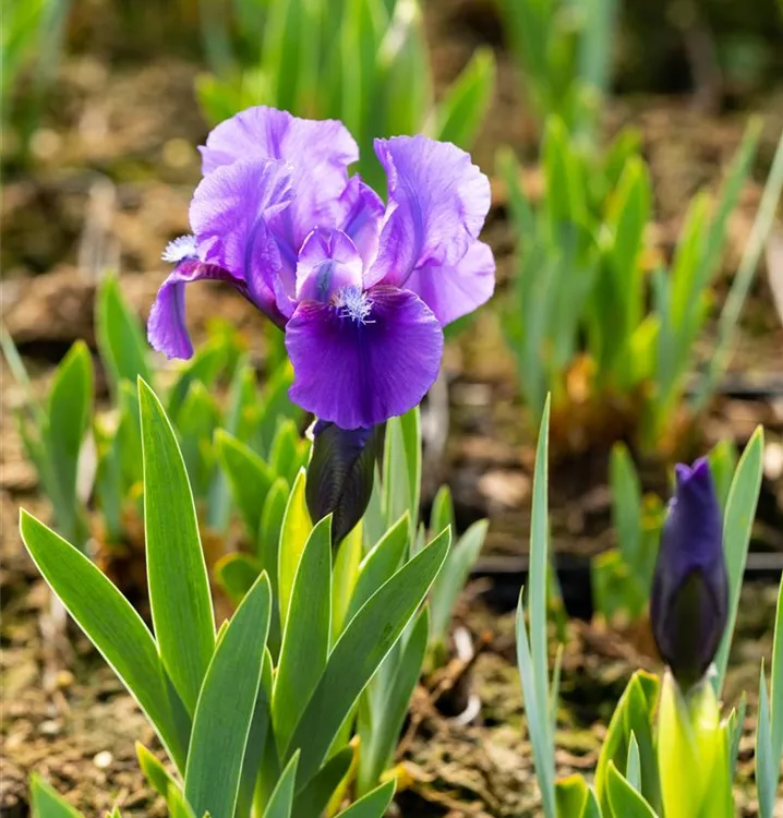 Iris barbata-nana 'Truly'