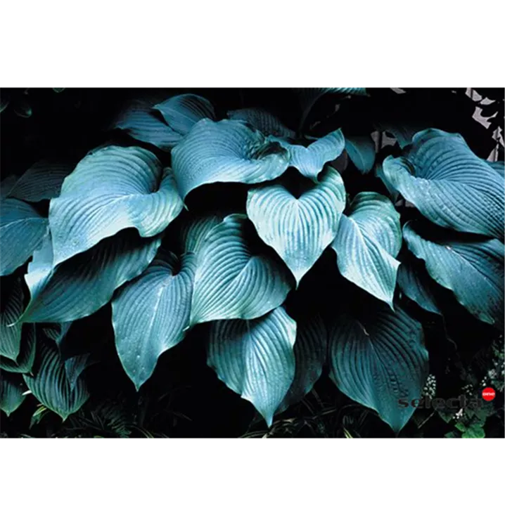 Hosta sieboldiana 'Blue Angel'