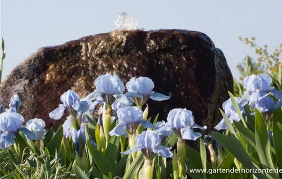 Zwergige Garten-Schwertlilie 'Blue Denim'