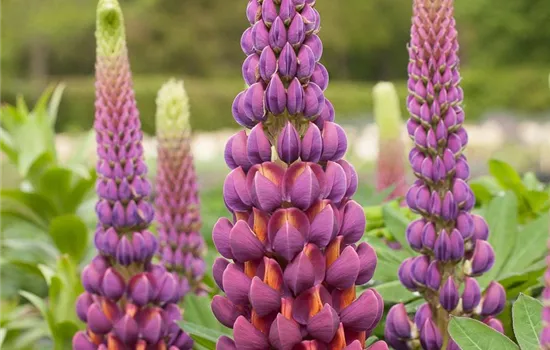 Garten-Lupine 'Master Piece'®