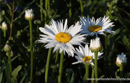 Großblumige Garten-Margerite 'Brightside'