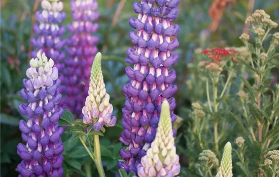 Garten-Lupine 'Persian Slipper'®