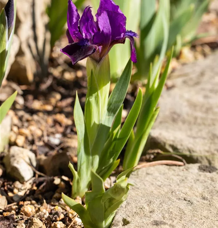 Iris barbata-nana 'Cherry Garden'