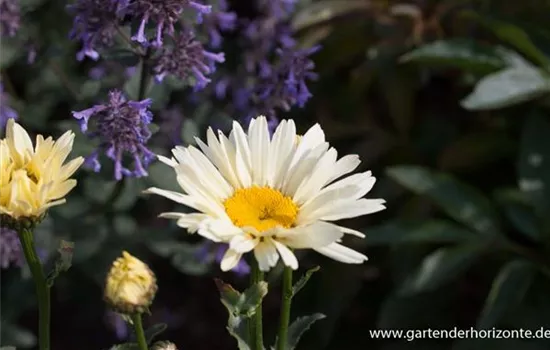 Großblumige Garten-Margerite 'Broadway Lights'®