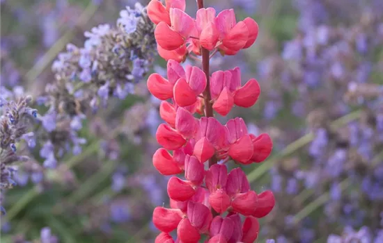 Garten-Lupine 'Red Rum'®