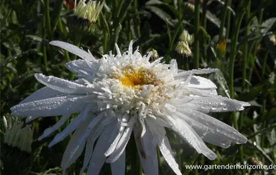 Großblumige Garten-Margerite 'Christine Hagemann'