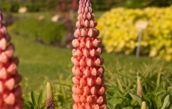 Garten-Lupine 'Salmon Star'