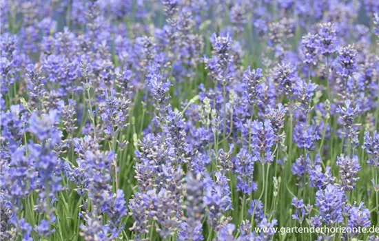 Provence-Lavendel