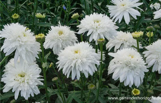 Großblumige Garten-Margerite 'Eisstern'