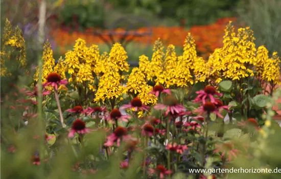 Hesses Garten-Goldkolben 'Laternchen'®