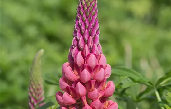 Garten-Lupine 'Towering Inferno'®