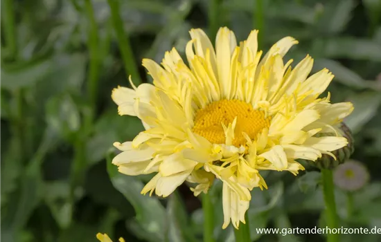 Garten-Margerite 'Goldfinch'