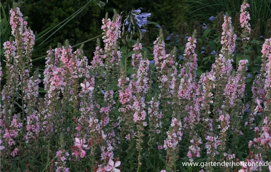 Garten-Blut-Weiderich 'Blush'