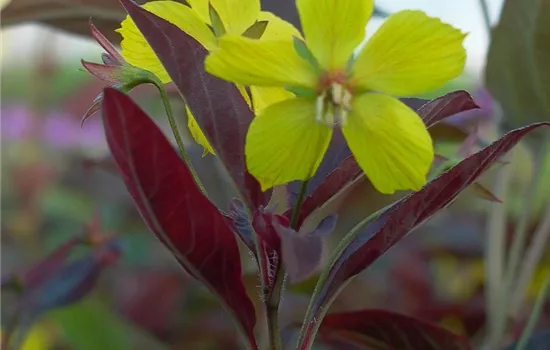 Bewimperter Garten-Felberich 'Firecracker'