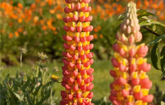 Garten-Lupine 'Gladiator'