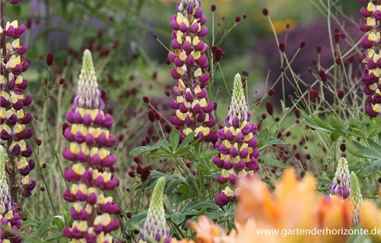 Garten-Lupine 'Manhattan Lights'®